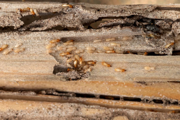 Best Pest Prevention Services  in Hartford, WI